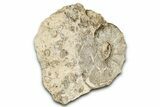 Cretaceous Ammonite (Mammites) Fossil with Brachiopods - Morocco #334941-2